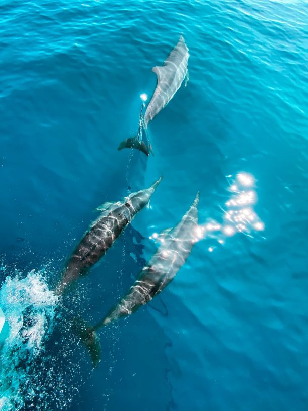 Dolphins swimming in the Gulf of Mexico